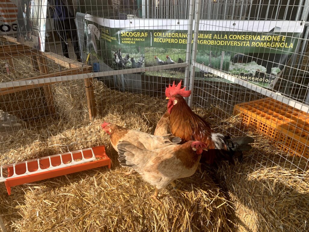 Gallina Modenese o Fulva di Modena