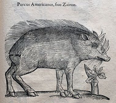 Porcus Americanus