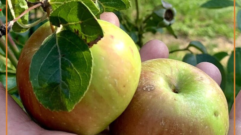 On the Pàm Campanéin or the Chime Apple