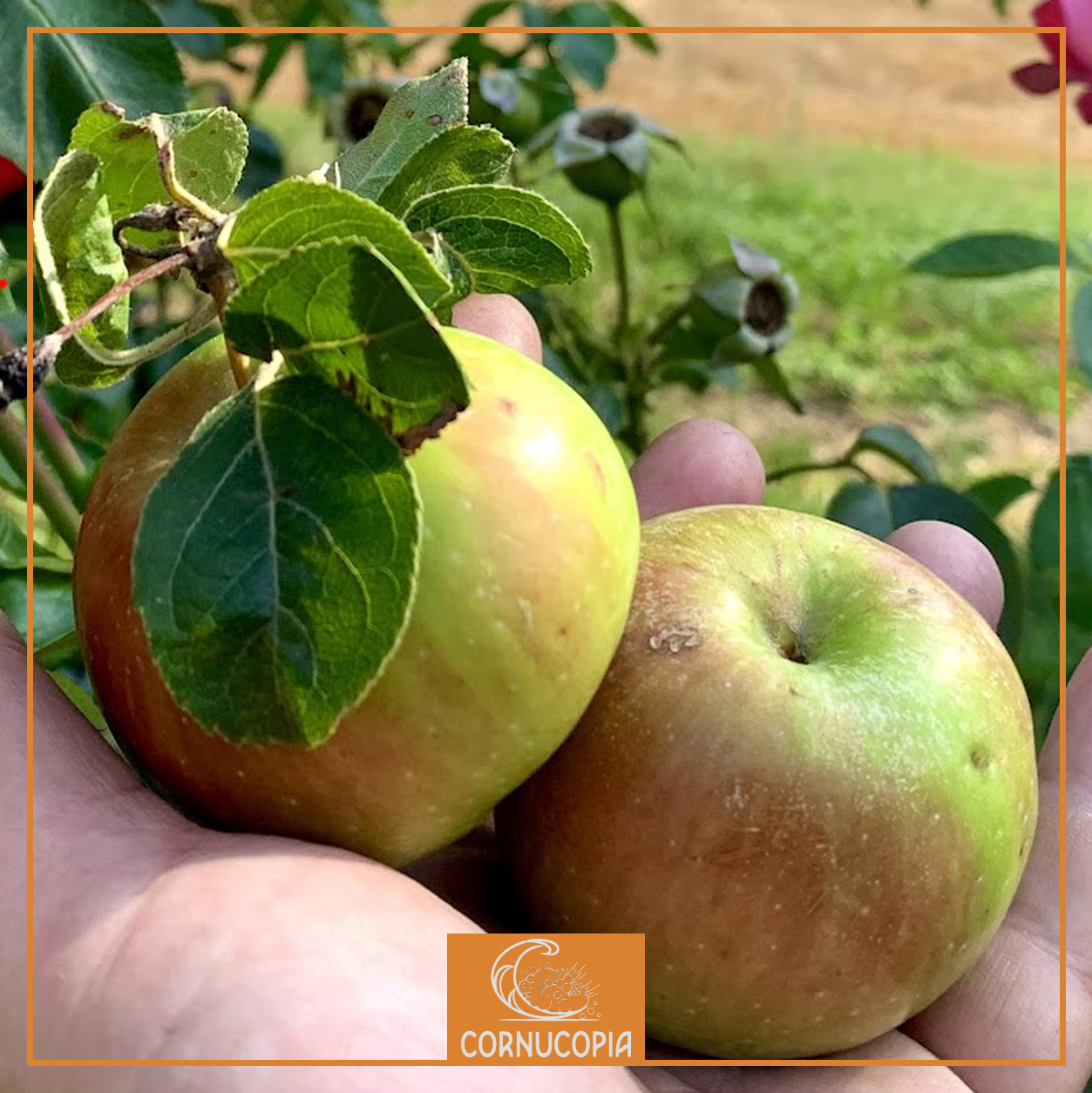 On the Pàm Campanéin or the Chime Apple