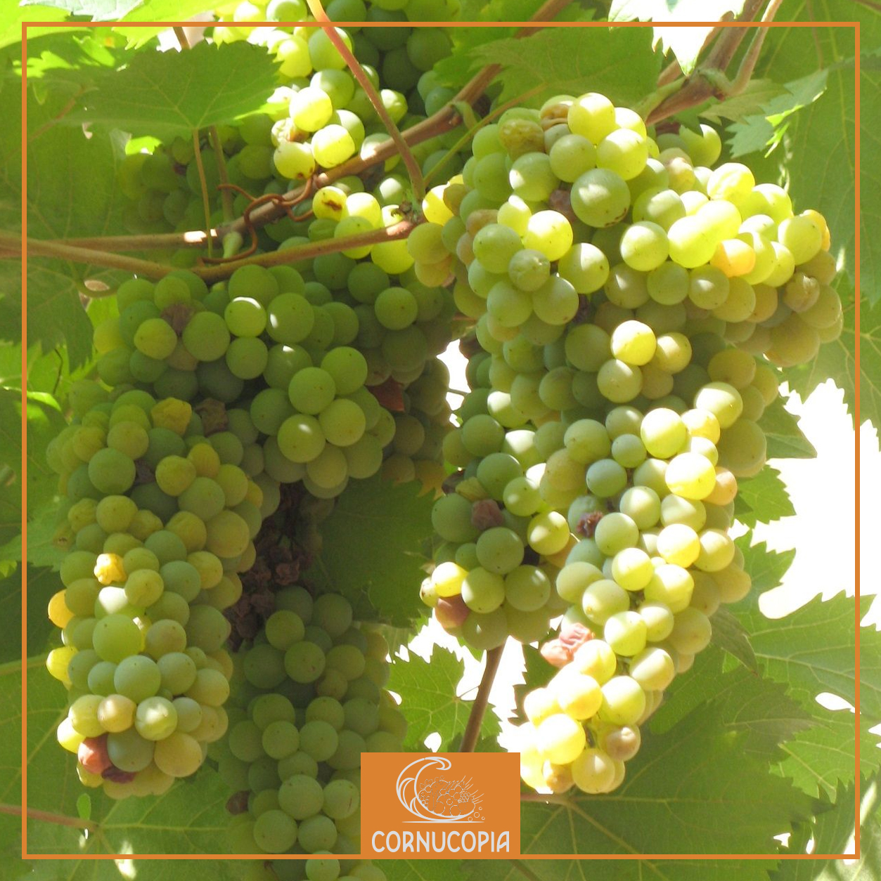 The Forked Grapes