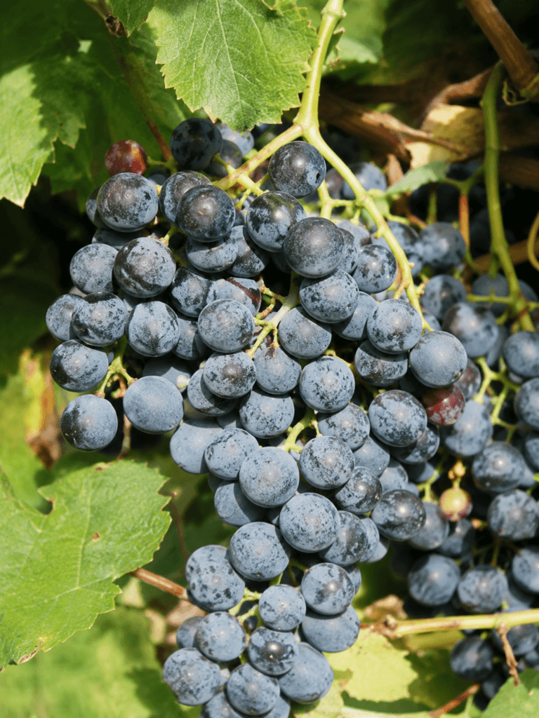 Uva Lambrusco Barghi