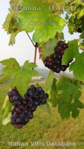 Uva Orsolina o Orsina
