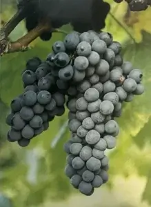Uva Avanà
