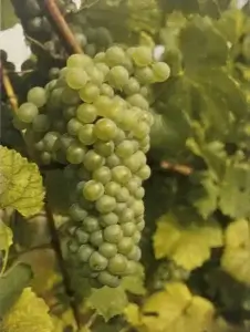 Uva Blanchet