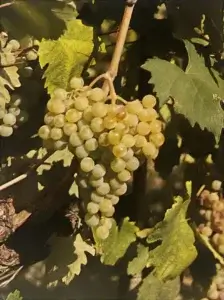 Uva Nascetta
