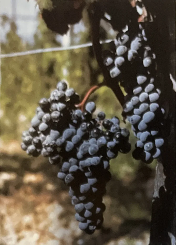 Uva Abrostine