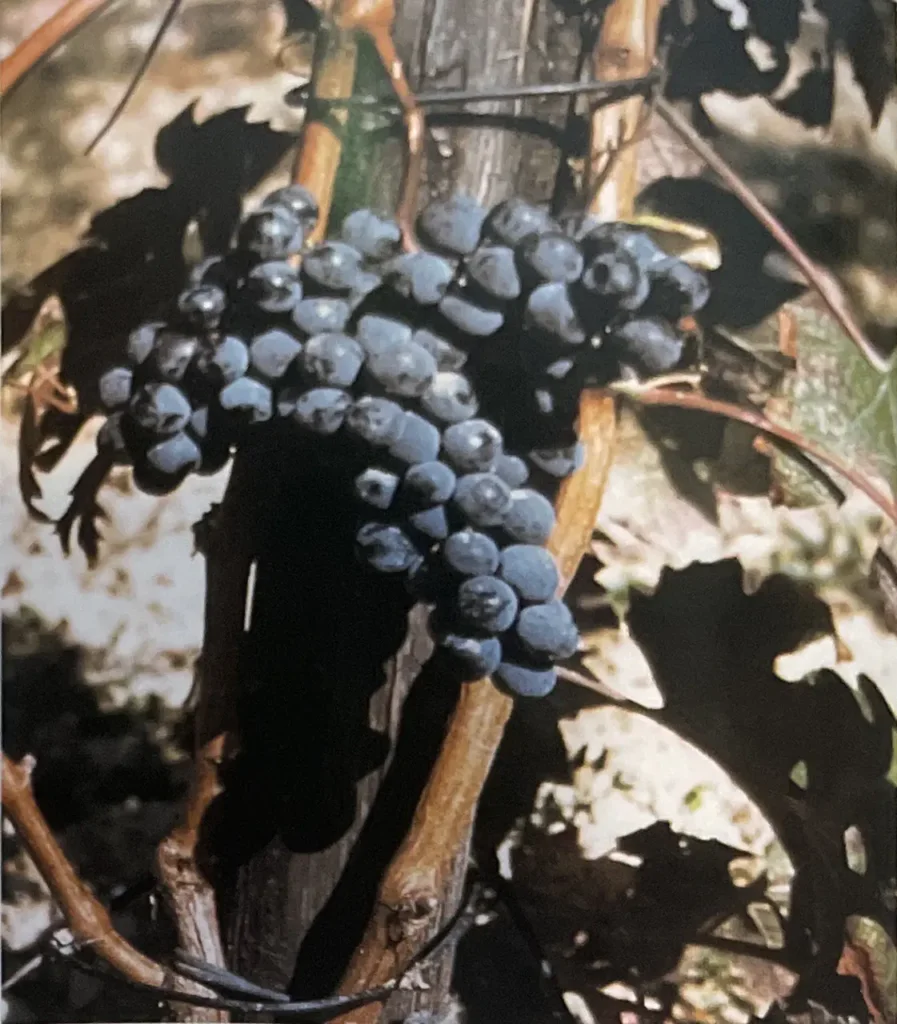 Uva Abrusco