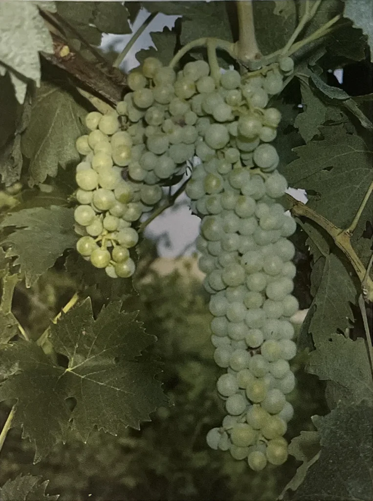 Uva Albanella siracusana