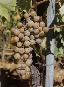 Uva Albaranzeuli bianco - Dizionario dei vitigni antichi minori italiani (A. Scienza, 2004)