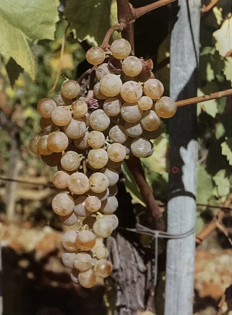 Uva Albaranzeuli bianco