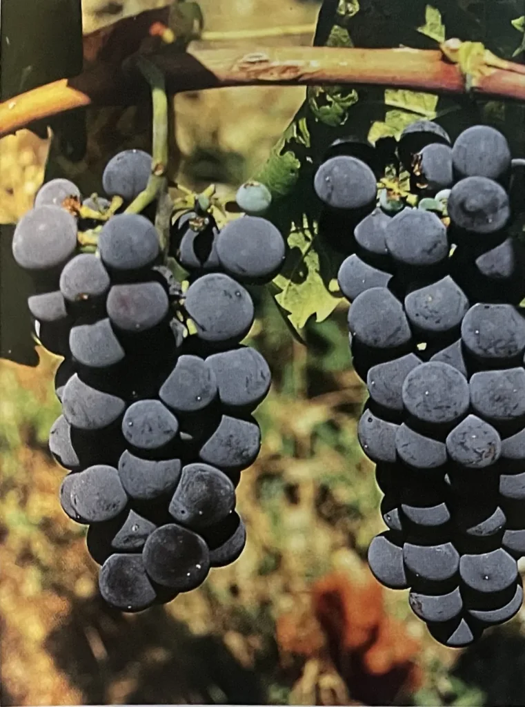 Uva Arvino