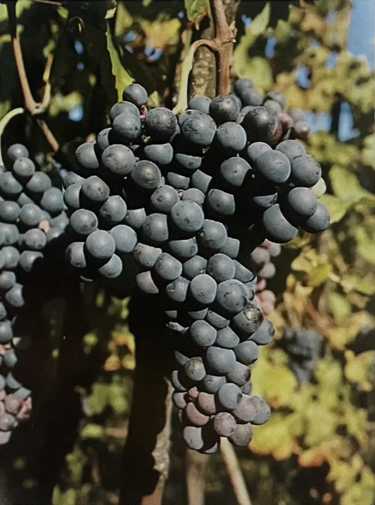 Uva Besgano Nero