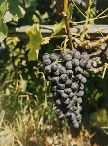 Uva Bonda - Dizionario dei vitigni antichi minori italiani (A. Scienza, 2004)