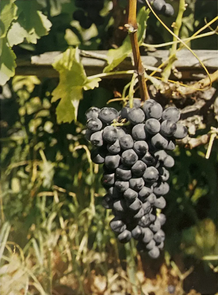 Uva Bonda