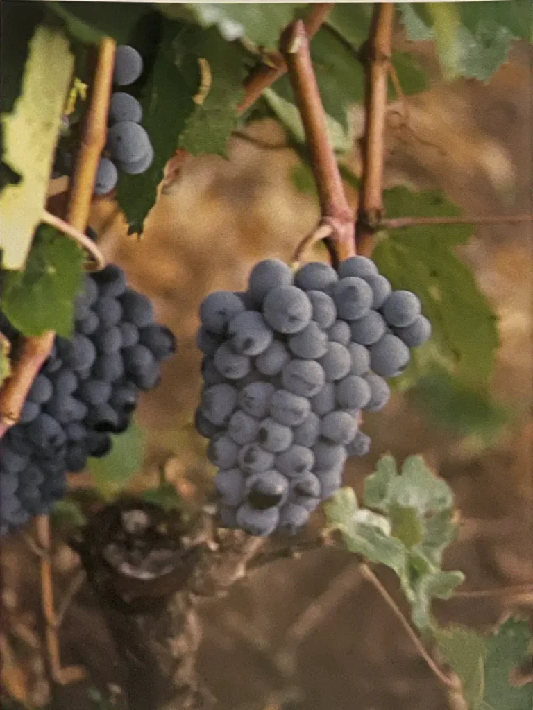 Uva Bovale