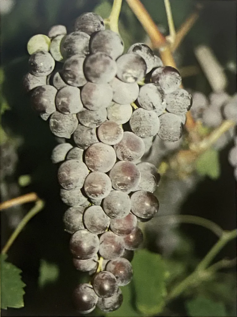 Uva Bracciola Nera