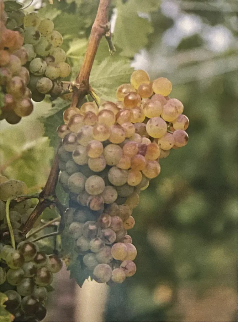 Uva Bucalò