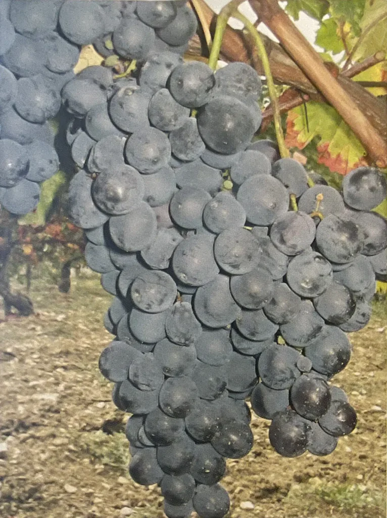 Uva Croà