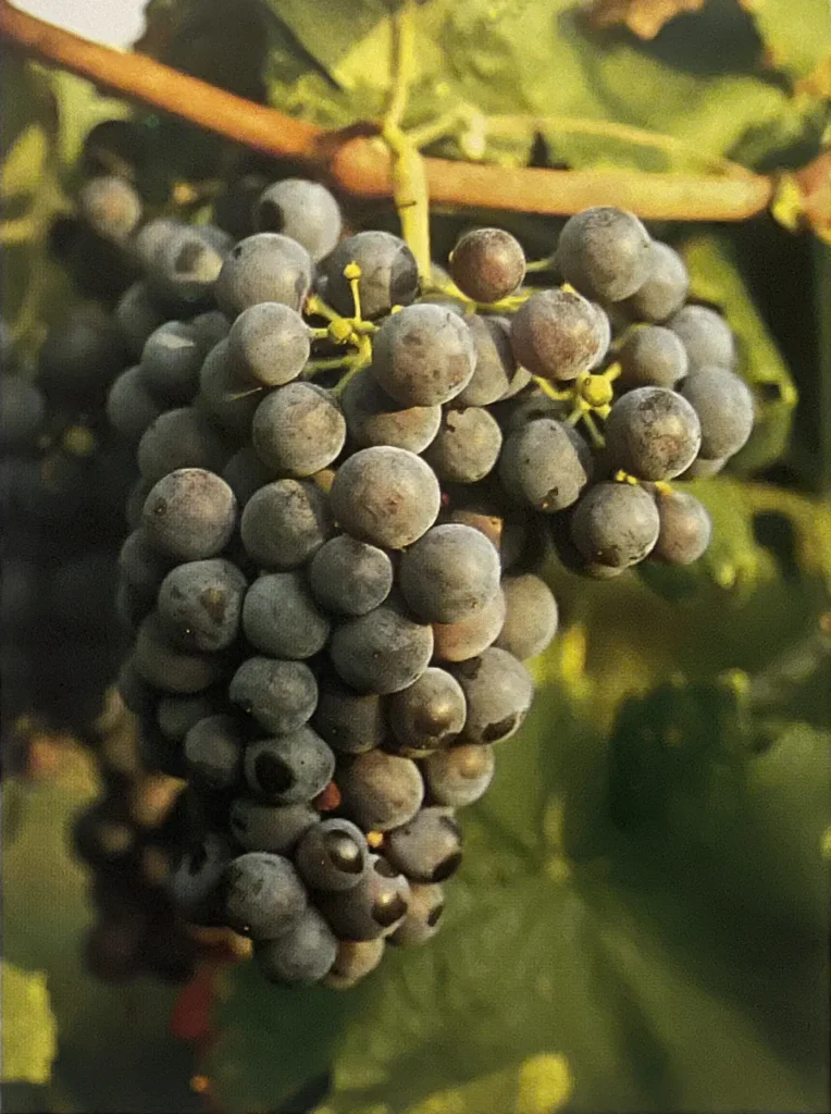 Uva Denela