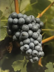 Uva Foglia tonda - Dizionario dei vitigni antichi minori italiani (A. Scienza, 2004)