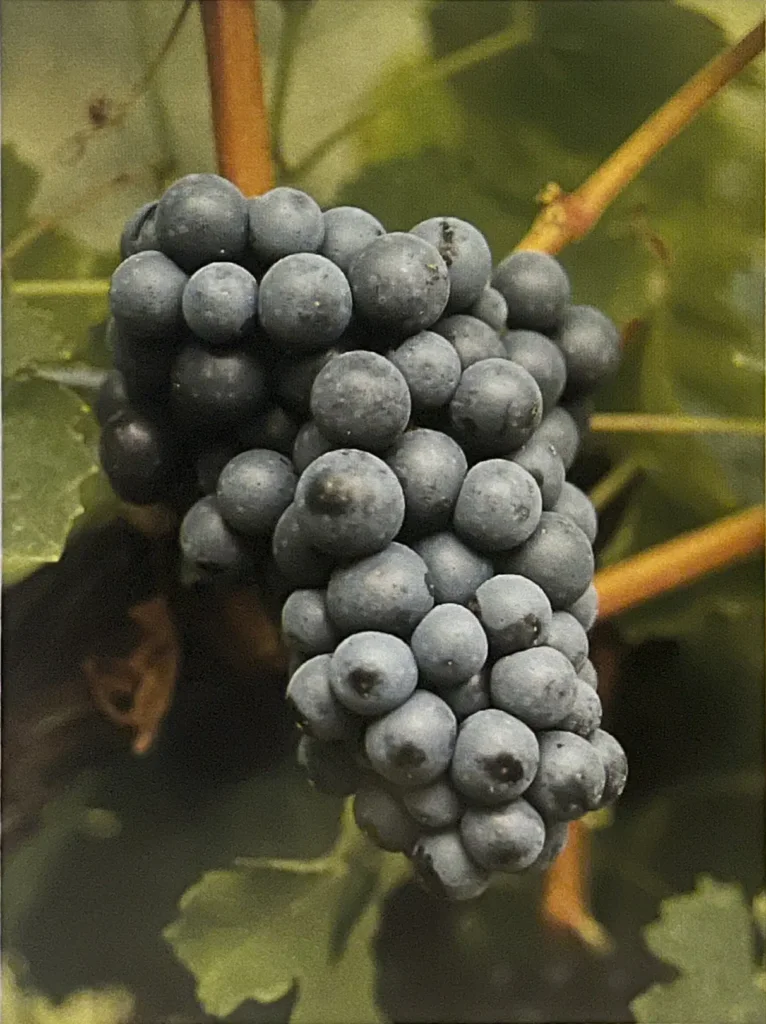 Uva Foglia tonda