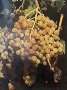 Uva Guardavalle - Dizionario dei vitigni antichi minori italiani (A. Scienza, 2004)