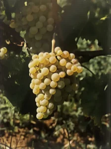 Uva Livornese bianca - Dizionario dei vitigni antichi minori italiani (A. Scienza, 2004)