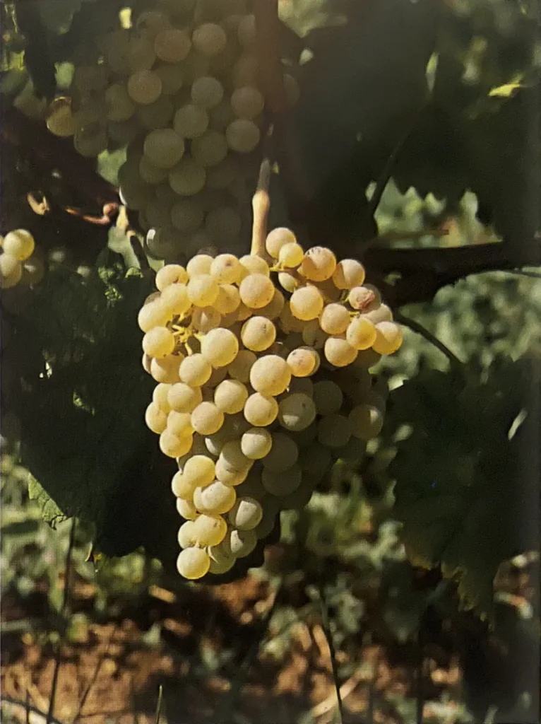 Uva Livornese bianca