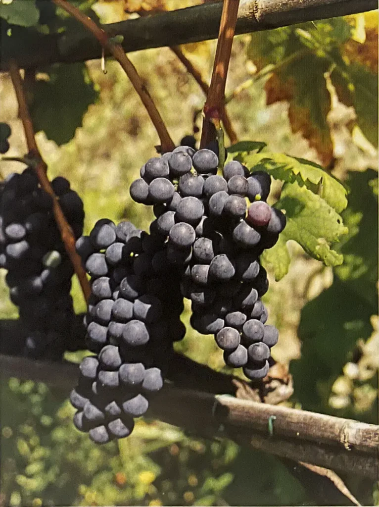 Uva Magliocco