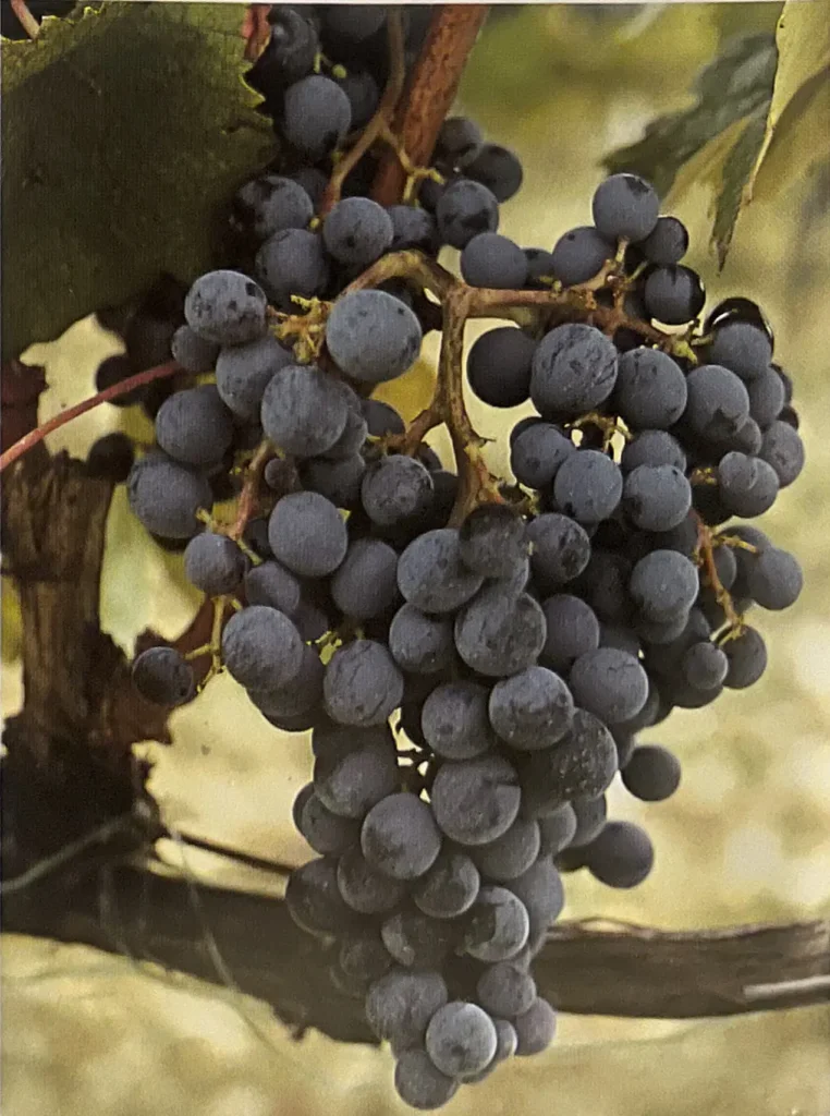 Uva Mammolo