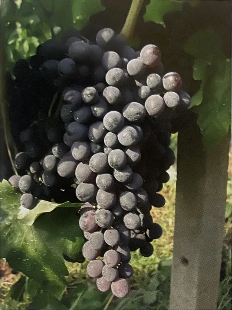 Uva Marsigliana
