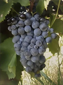 Uva Moradella - Dizionario dei vitigni antichi minori italiani (A. Scienza, 2004)