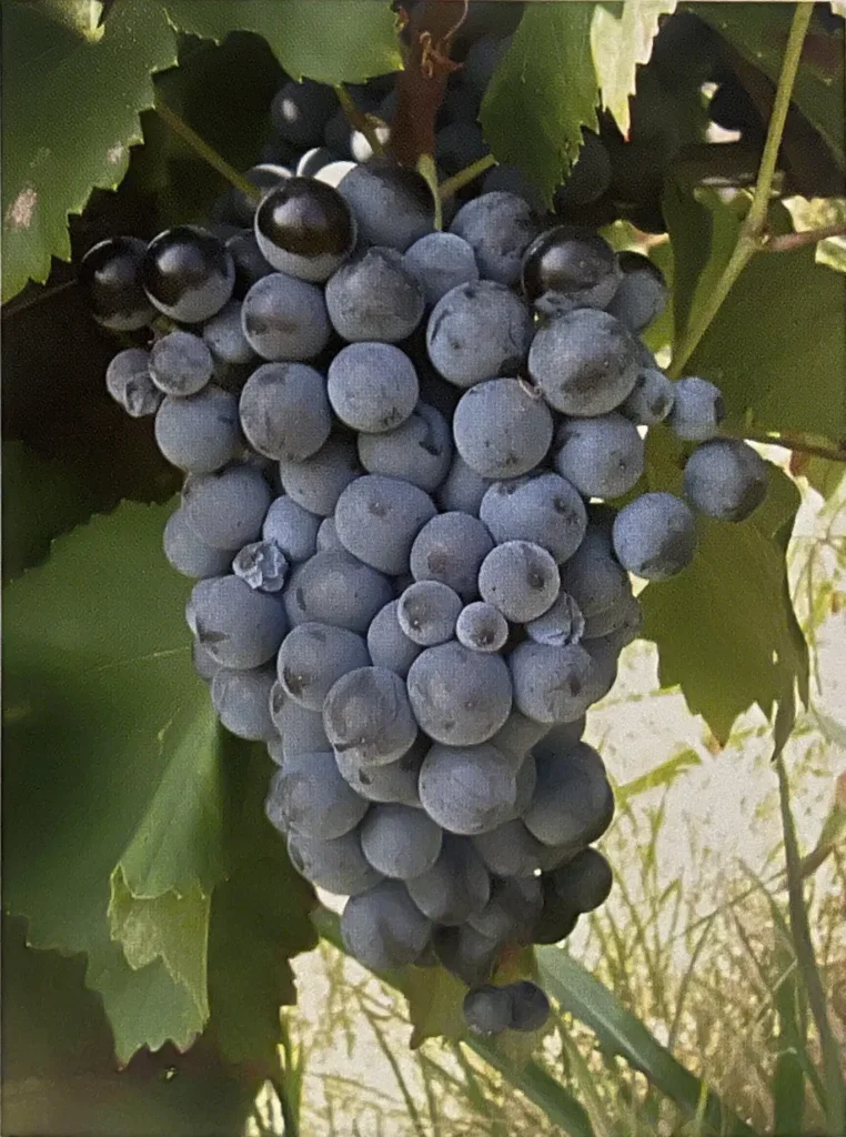 Uva Moradella