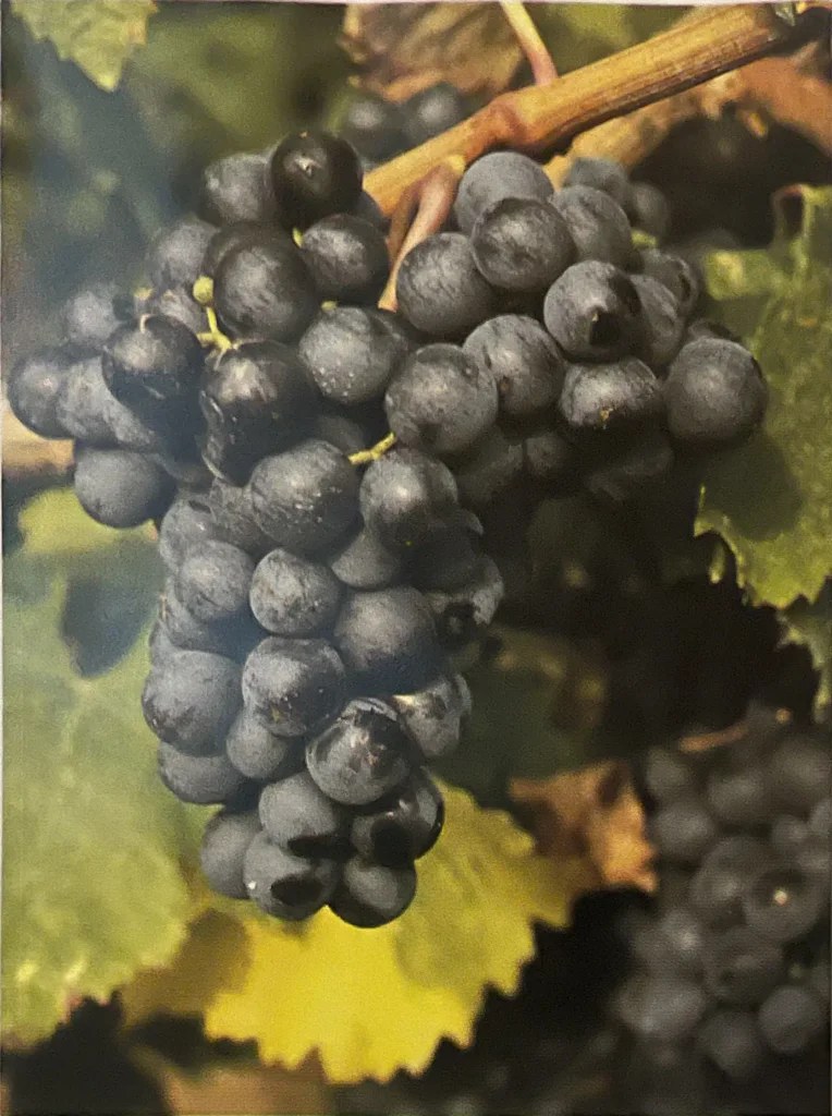 Uva Moretto
