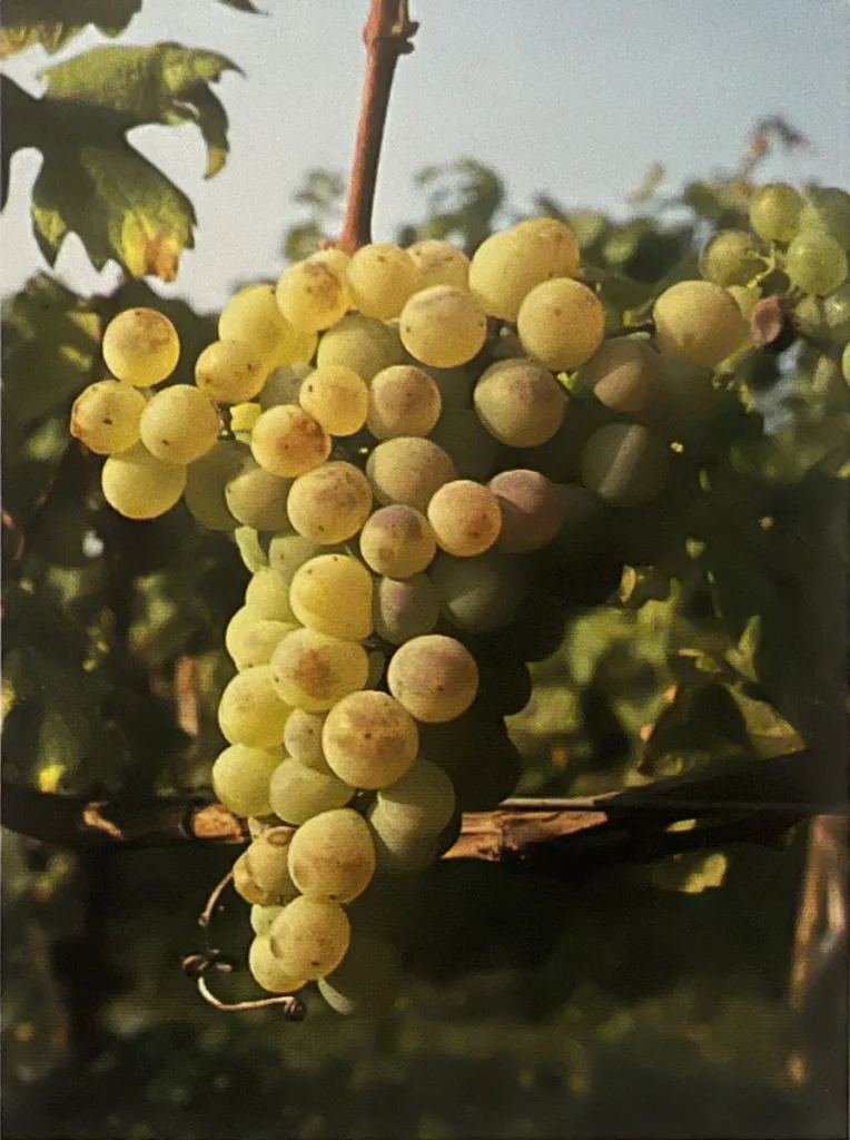 Uva Moscato di Terracina