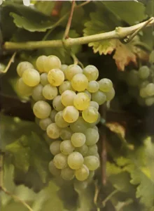 Uva Nasco - Dizionario dei vitigni antichi minori italiani (A. Scienza, 2004)