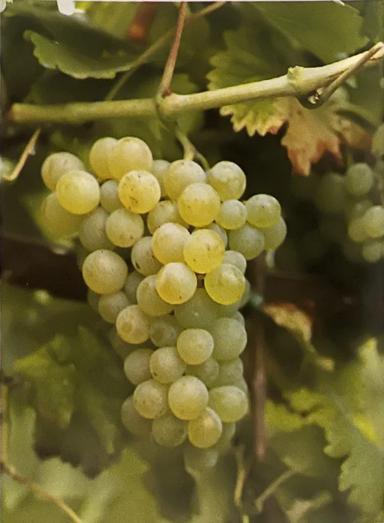 Uva Nasco