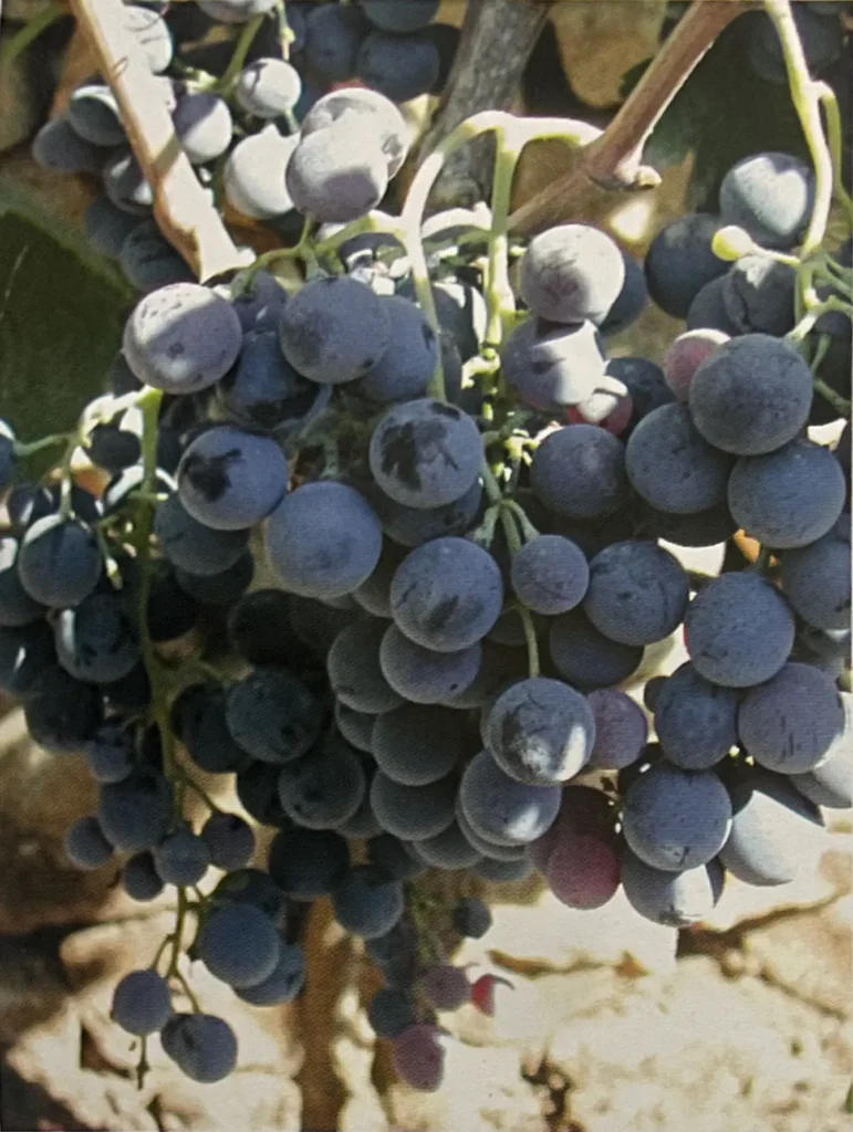 Uva Notardomenico