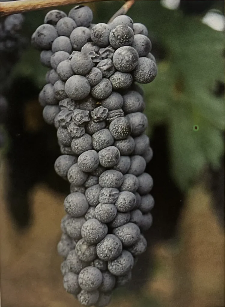 Uva Pallagrello nero