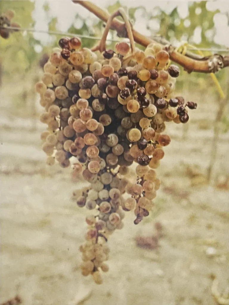 Uva Pecorello bianco