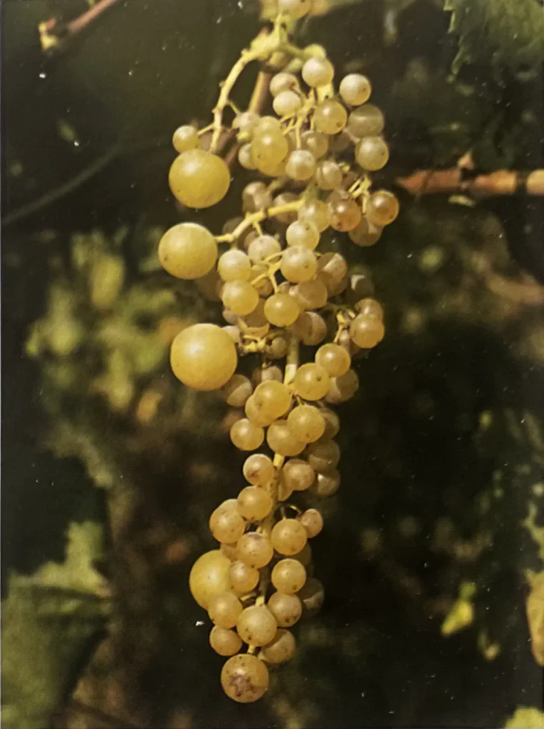 Uva Pepella