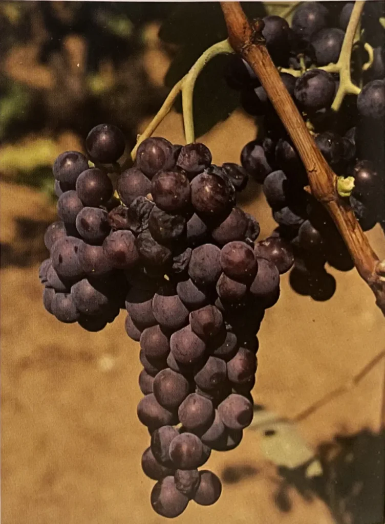 Uva Prié rouge