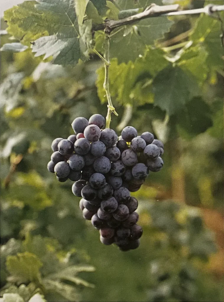 Uva Prunesta pugliese