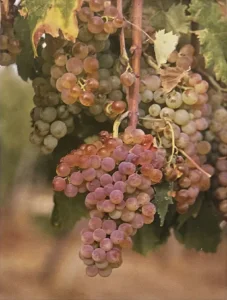 Uva Rollo - Dizionario dei vitigni antichi minori italiani (A. Scienza, 2004)