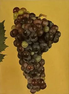 Uva Rossara trentina - Dizionario dei vitigni antichi minori italiani (A. Scienza, 2004)