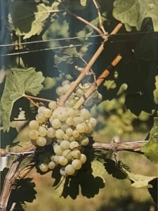 Uva Sciaglin - Dizionario dei vitigni antichi minori italiani (A. Scienza, 2004)