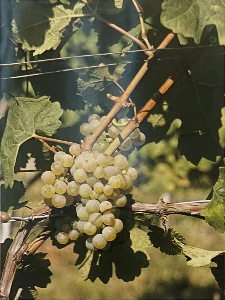 Uva Sciaglin