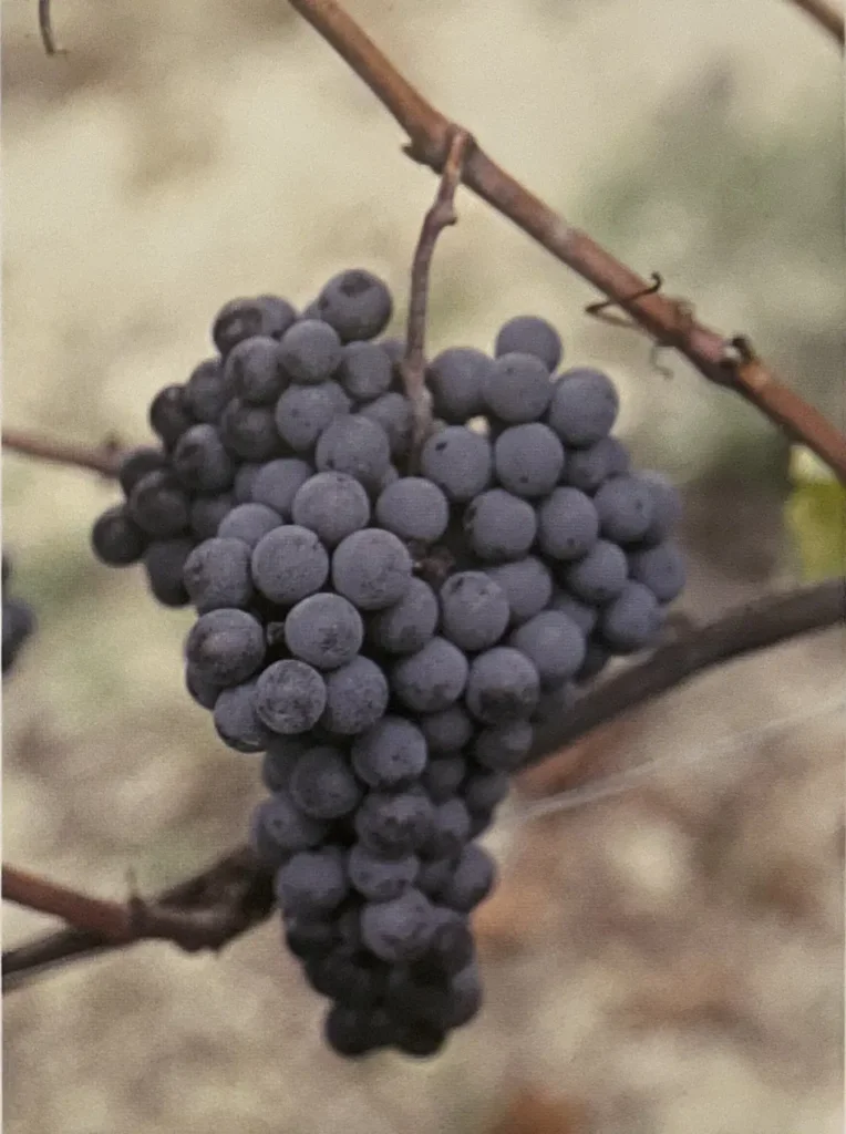 Uva Simesara