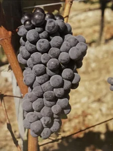 Uva Sirica - Dizionario dei vitigni antichi minori italiani (A. Scienza, 2004)